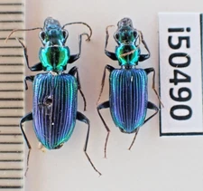 i50490. Carabidae sp. Vietnam, Nghe An