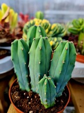 Myrtillocactus Geometrizans  The Blue Myrtle Cactus plant in 9cm Pot 