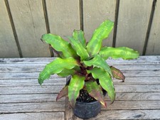 Cryptanthus 'Strawberries Flambe' rare  bromeliad 4''pot