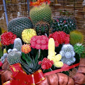 10-Seeds-Mix-Cactus-Echinopsis-Tubiflora-Ball-Cactus-Perennial-Succulent-Plants