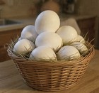 24 + Purebred Pearl White Leghorn Chicken Fertile Hatching Eggs Plus extra — photo 3