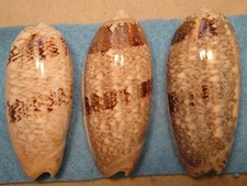 Oliva Sericea 3 Shells 68-73mm Don Island Cebu,Philippines 10-15 meters Coral Re