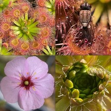 Gemmae-Drosera Pulchella, ‘pink flower’. Australian Pygmy Sundew, Carnivorous.