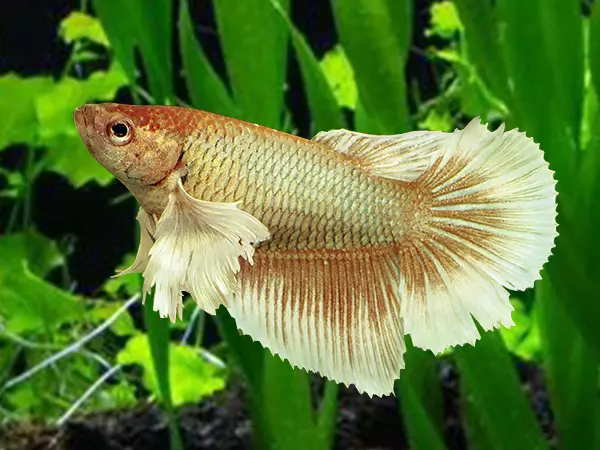 Dumbo Female Siamese Fighting Fish Betta Splendens 4cm eBay
