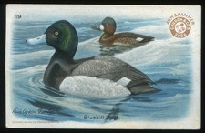 1924 Church & Dwight J8 Useful Birds of America - 4th Series #19 Bluebill Duck