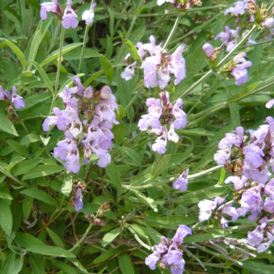 1000 Samen ECHTER SALBEI - Salvia officinalis - Küchensalbei Heilsalbei SAGE
