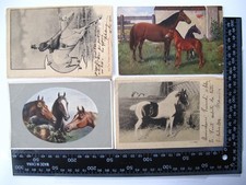 Pferde / Esel - 12X alte Ansichtskarten / Postkarten AK-3