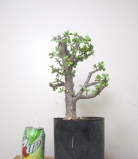Fat Portulacaria Jade Crassula plant for shohin mame bonsai tree thick trunk 1