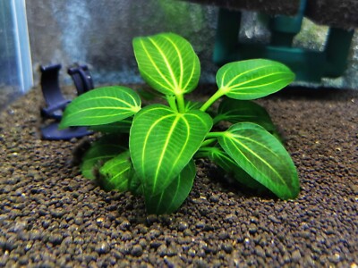 Echinodorus Iguazu 2009 Rare Live Aquarium Plant | eBay