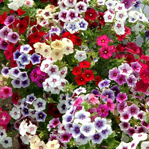 Twinkle Mix PhloxSamen Pflanzen Blumensamen Aussaat In Allen