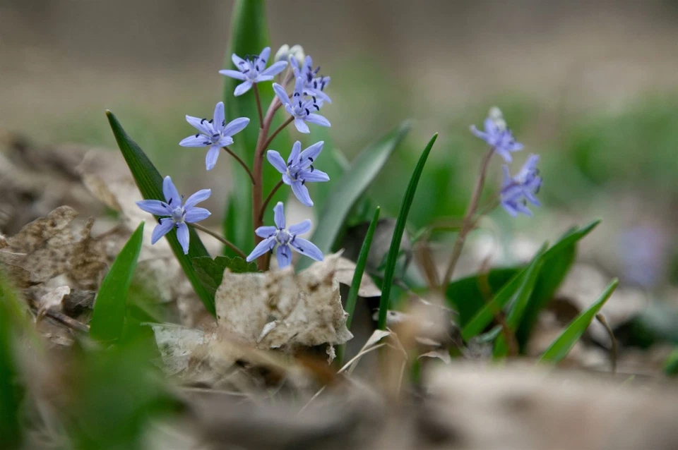 Scilla bifolia, Zweiblättriger Blaustern, blau, ca. 9x9 cm Topf - Bild 4 von 4
