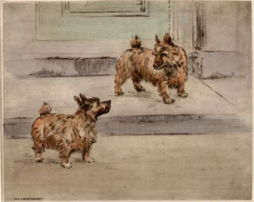 norwich terrier dog limited edition print dry-point engraving by henry wilkinson image 2