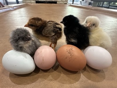 16+ Breeds Chicken Fertile Hatching Eggs,  (12)   fertilized hatching eggs  