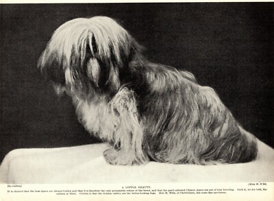1930s Antique Lhasa Apso Dog Print Cheltenham Golden Lhasa Apso Photo 3642-F