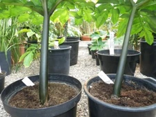 TEN (10) AMORPHOPHALLUS KONJAC "NIGHTSTICK" BULBILS TUBER CORM VOODOO LILY BULB