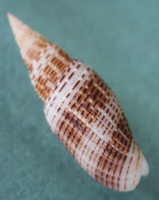 mitra carnicolor 44mm super  caught in 100meters deep Siargao islandEP JULY 414 