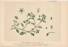 Chickweed (Stellaria Media) Chromolithograph From 1893 Medicinal Plants