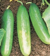 50 + Tendergreen Burpless Slicing Cucumber Seeds - Non-GMO