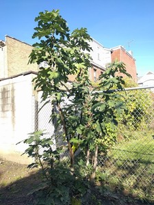 Fig-Tree-Cuttings-Five-5-pcs