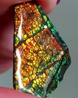 Ammolite  Ammonite   Coated Stone 25.6x16.7x4mm 6194