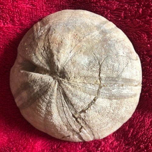 Clypeus ploti - Jurassic Echinoid