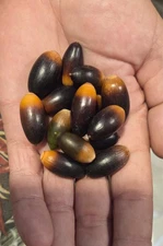 Holly Oak Acorns Fresh 100+ Coumt