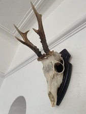 Fine Antlers of a Roe Deer,  PR3 Mounted Real Taxidermy  horns Decoration