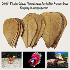 Dried 5"-8" Indian Catappa Almond Leaves,Tannin Rich,Aquarium,Premium Grade