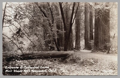 Entrance Cathedral Grove Muir Woods Nat'l Monument Mill Valley CA RPPC Postcard
