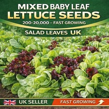 Mixed Baby Leaf Lettuce Seeds 200-20000 – Fast Growing Salad Leaves UK