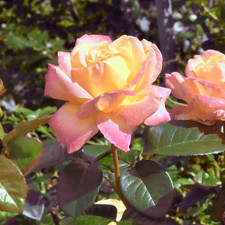 Bare Root Rose Helen Hayes Hybrid Tea with Pink Flowers (2-Pack)