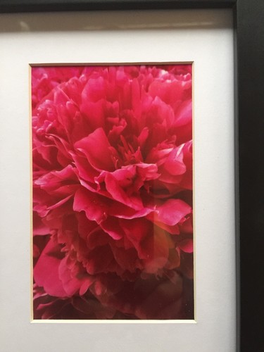 Pretty Pink Peonies Framed Flower Photos 11.25" x 9.25" - Picture 3 of 4