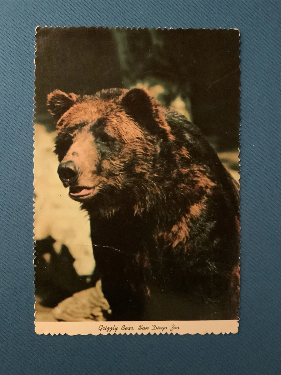Grizzly Bear San Diego Zoo