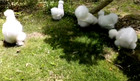 15 NPIP EGGS BEARDED SILKIE BANTAM HATCHING EGGS ●EXTREME SHOW QUALITY● — photo 3