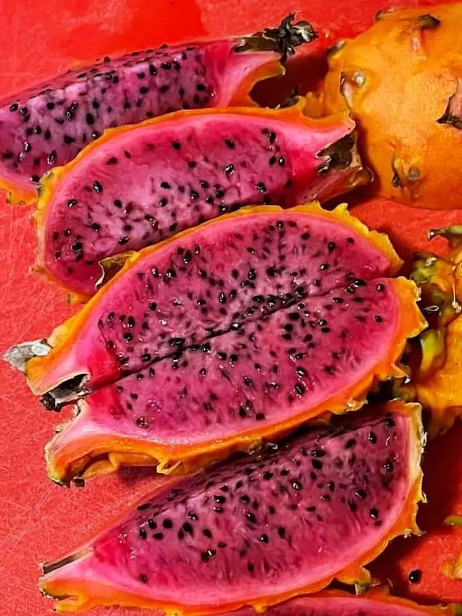 Red Dragon Fruit Seeds Spectacular Flowers Very Easy to 