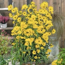 500+ MAXIMILIAN'S SUNFLOWER SEEDS (Helianthus maximiliani) | 500 Seeds - USA