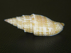 MITRA "VEXILLUM" ZEBUENSE: CURRENTLY THE ONLY ONE ON EBAY @ 22.43MM!