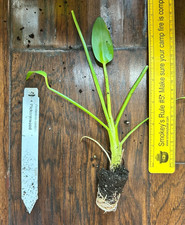 PIckerelweed (Pontederia cordata) - 1 TC Plant/Plug - 3-6 inches