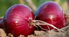 Red Burgundy Onion, Allium Cepa, NON-GMO, Short Day, Heirloom, FREE SHIPPING