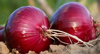 #ad #ad Red Burgundy Onion Allium Cepa NON GMO Short Day Heirloom FREE SHIPPING $45.99