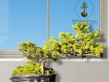 Rare White Spruce Pre Bonsai Yamadori  Wild Collected 8” height