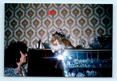 FOUND COLOR PHOTO nice animal kitty red Red Cat cute woman  kitten