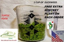 1 cup duckweed live plants Turtle Herp food Organic no chemicals tank raised