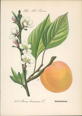 Chromolithographie : Aprikose. Marille. Malete. Prunus Armeniaca L. Rosaceae. Sy