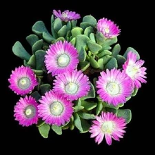 Aloinopsis Spathulata rare succulent plant mesembs living stone seed 15 SEEDS