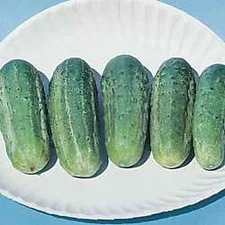 Cucumber Wisconsin SMR 58    250 seeds