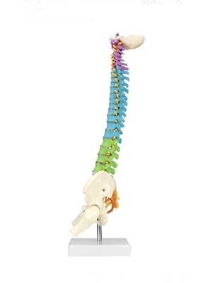 18'' Flexible Human Spine Model w/ Spinal Nerves Pelvis & Thighs Colored Teaching