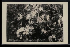 RPPC Postcard AZALEA CLUSTERS, KINGS CANYON NATIONAL PARK, CALIFORNIA