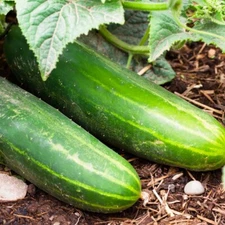 50+ Ashley Long Cucumber Seeds Vegetable HEIRLOOM NON-GMO USA FREE SHIPPING #76