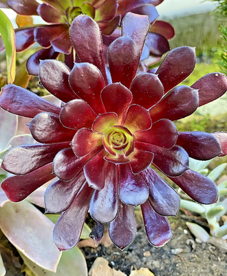 Aeonium Arboreum Black Rose Rare Succulent Live Plant Unrooted Cutting 3-4  Inch | eBay